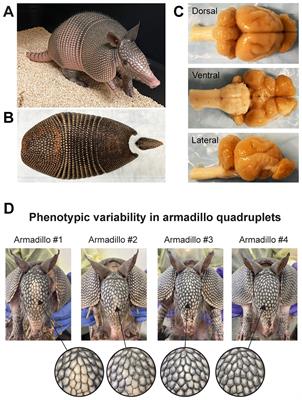 What makes each of us unique? The nine-banded armadillo as a model to study individuality